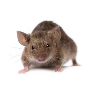 Ev Faresi İlaçlama