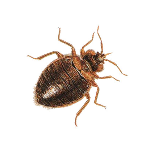 Tahta Kurusu İlaçlama