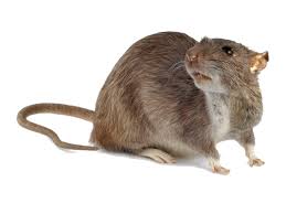 Çatı Faresi İlaçlama