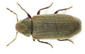 Ağaç & Tahta Kurdu İlaçlama