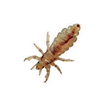 Kuş Biti İlaçlama