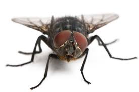 Kara Sinek İlaçlama