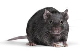 Lağım Faresi İlaçlama