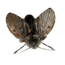 Lağım & Kanalizasyon Sineği İlaçlama