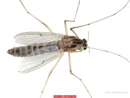 Tatarcık İlaçlama