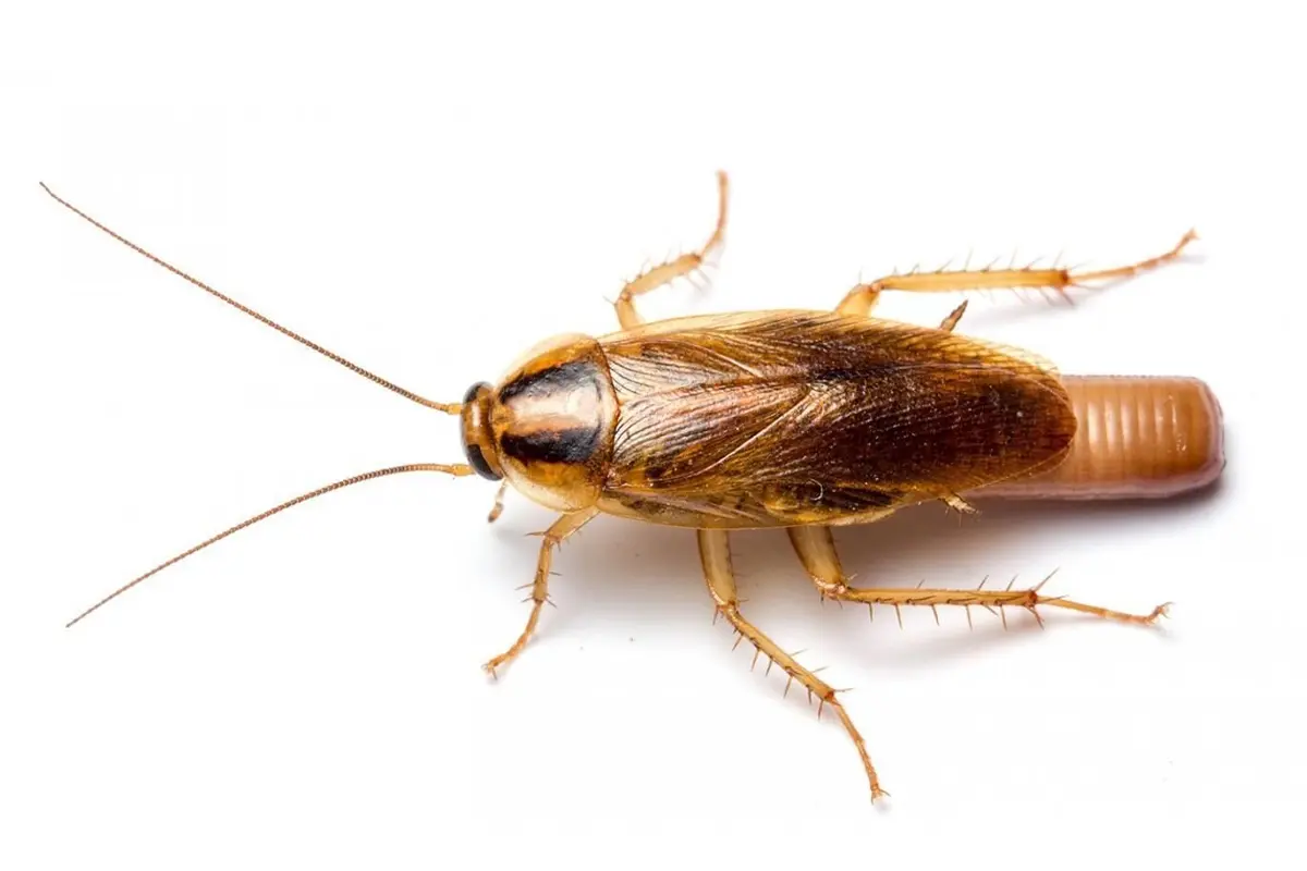 Alman Hamam Böceği İlaçlama